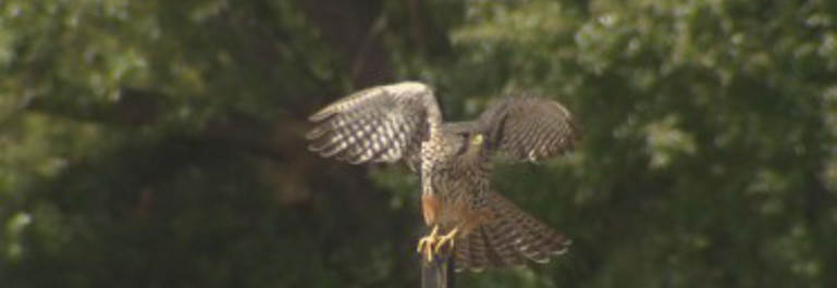 Falcon about to take flight