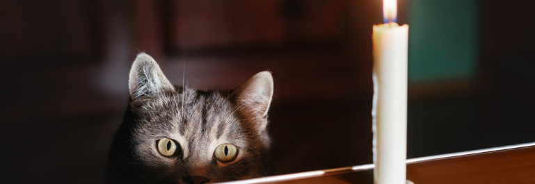 Photo of darkened room, there is a grey cat peering above a wooden table, only its face is visible, on the table is a single white candlestick that has been lit.