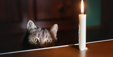 Photo of darkened room, there is a grey cat peering above a wooden table, only its face is visible, on the table is a single white candlestick that has been lit.