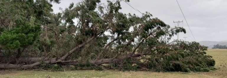 Photo of a fallen tree underneath downed power lines.