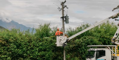 Photo of worker in basket of a raised cherry picker trimming an overgrown hedge that is too close to power line