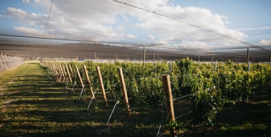 Cherry orchard